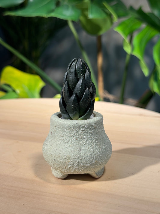 Haworthia Collection in Matte Ceramic Pot