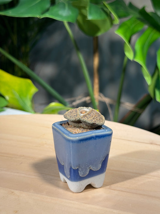 Conophytum in Blue Ceramic Pot