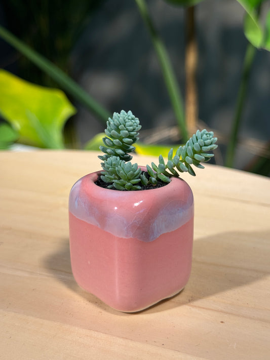 Sedum Collection in Pink Ceramic Pot