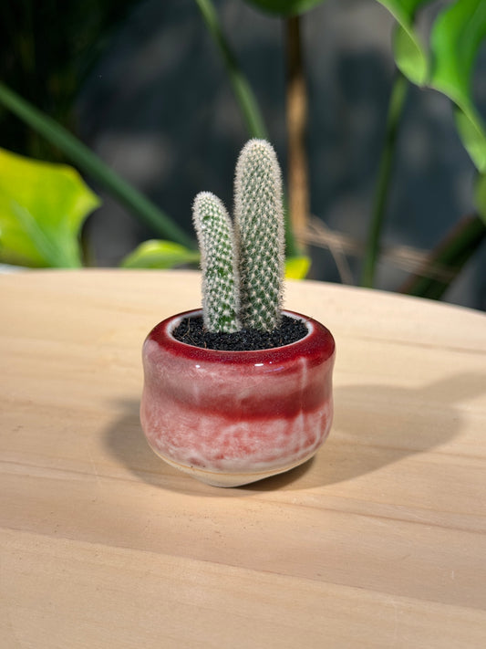 Cactus Collection in Pink Ceramic Pot