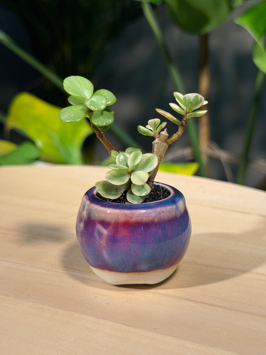 Protulacaria in Purple Ceramic Pot
