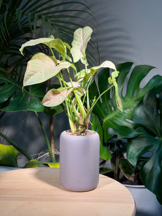 Syngonium Podophyllum Confetti Pink Dots in Grey Ceramic Designer Pot