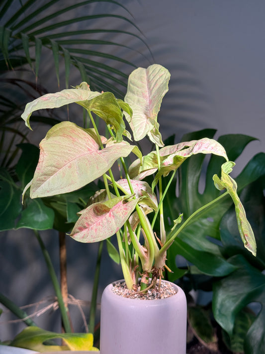 Syngonium Podophyllum Confetti Pink Dots in Grey Ceramic Designer Pot