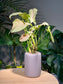 Syngonium Podophyllum Confetti Pink Dots in Grey Ceramic Designer Pot