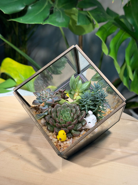 (Pre-order) Succulent in Cubical Glass Terrarium