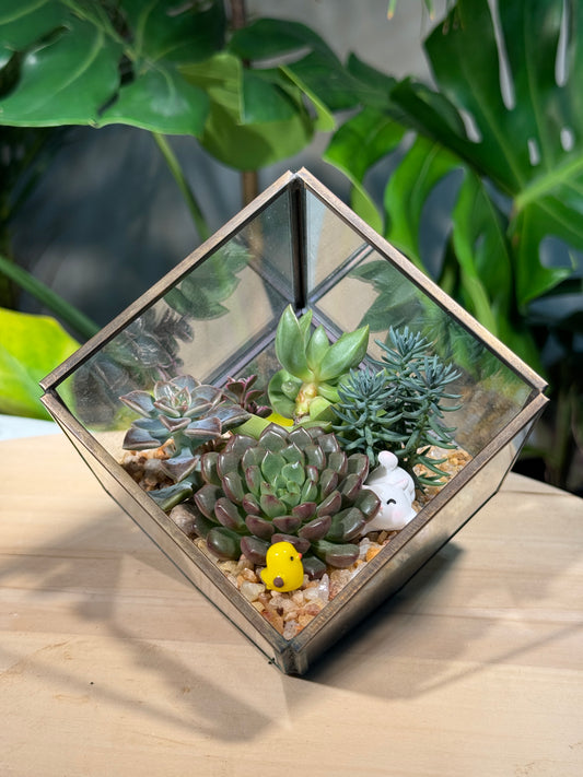 (Pre-order) Succulent in Cubical Glass Terrarium