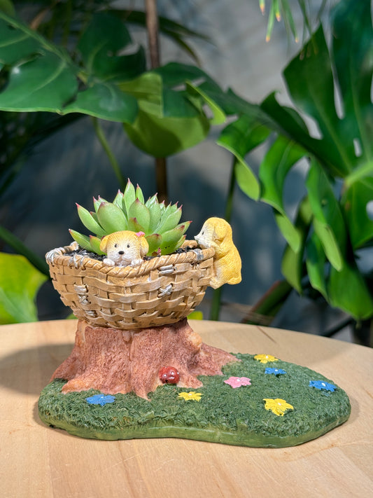 Succulent Arrangement – Puppy Basket Planter