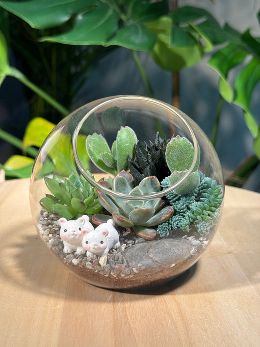 (Pre-order) Succulent Round Glass Terrarium