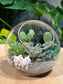 (Pre-order) Succulent Round Glass Terrarium