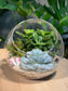 (Pre-order) Succulent Round Glass Terrarium