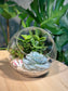 (Pre-order) Succulent Round Glass Terrarium