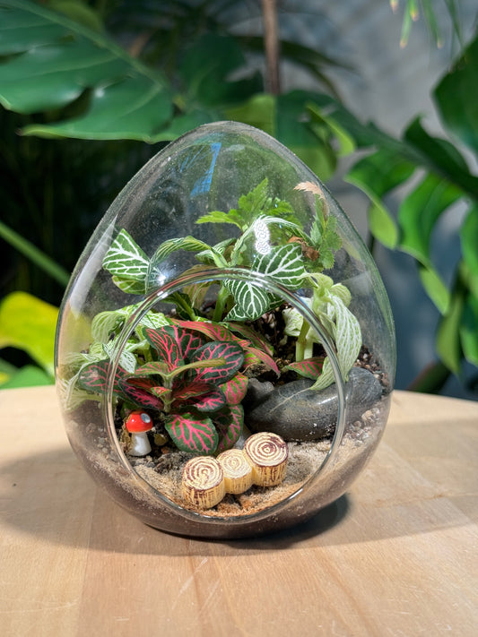 (Pre-order) Indoor Plant in Eggette Glass Terrarium