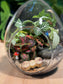 (Pre-order) Indoor Plant in Eggette Glass Terrarium