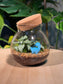 (Pre-order) Indoor Plant in Round Covered Glass Terrarium