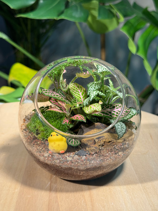 (Pre-order) Indoor Plant in Round Glass Terrarium