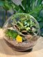 (Pre-order) Indoor Plant in Round Glass Terrarium