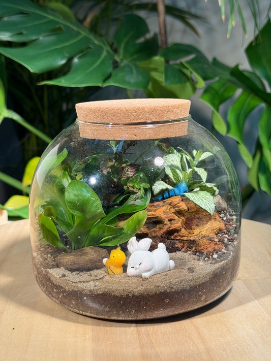 Fittonia and Fern Arrangement in Short Covered Jar Glass with Lid