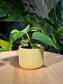 Golden Pothos in Light Yellow Matte Ceramic Pot