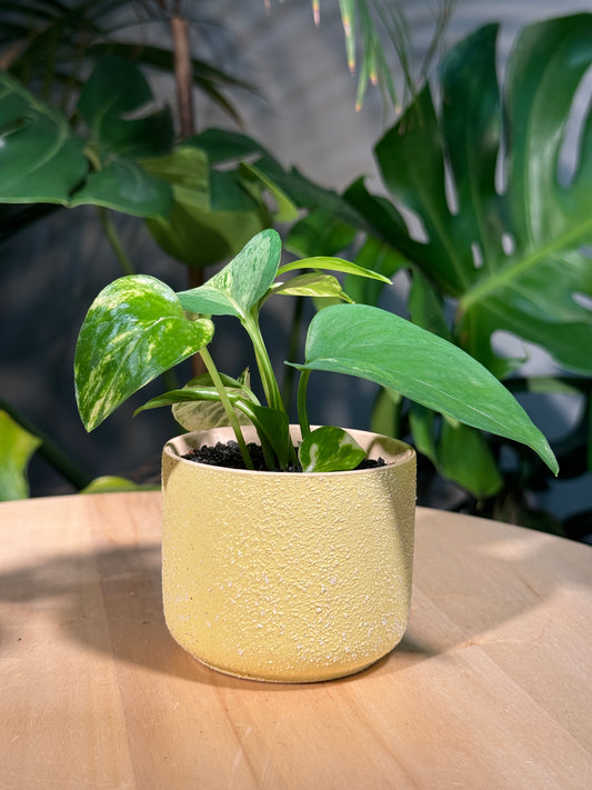 Golden Pothos in Light Yellow Matte Ceramic Pot