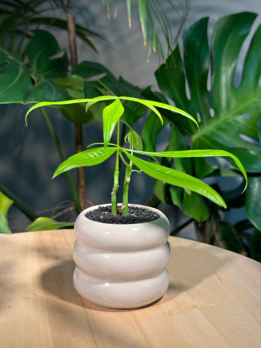 Guiana Chestnut (Pachira) In White Pot