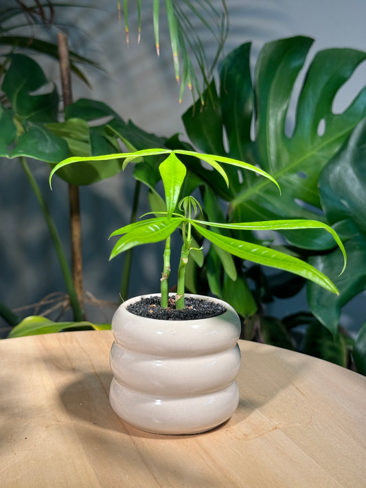 Dwarf Umbrella in 3 Layer Belly Ceramic Pot