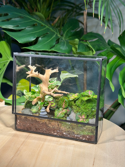 Fittonia & Fern with Moss Arrangement in Black Rectangular Glass with Top Hung Lid