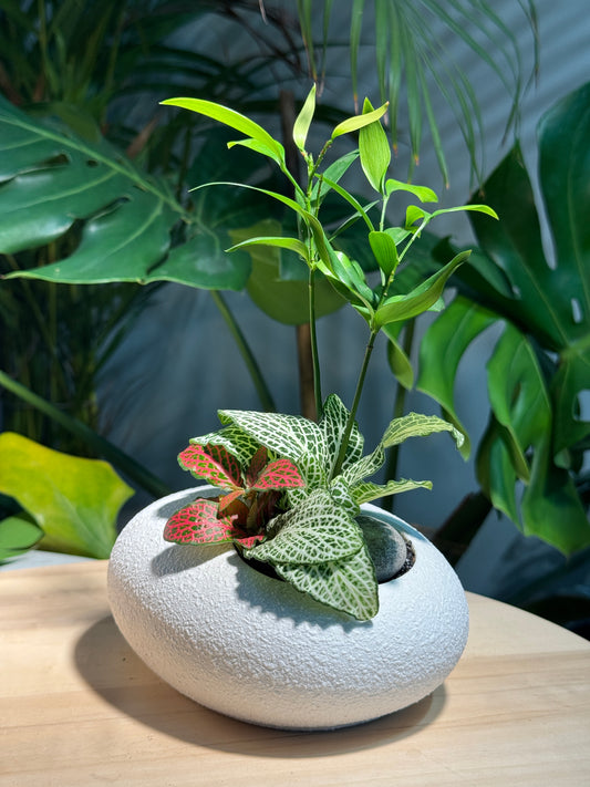 Fittonia and Nageia Nagi Arrangement in White Zen Pebble Concrete Pot