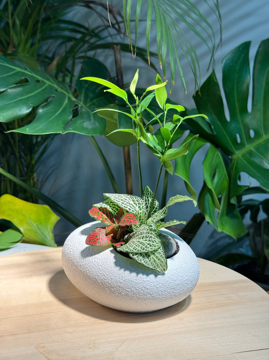 Fittonia and Nageia Nagi Arrangement in White Zen Pebble Concrete Pot