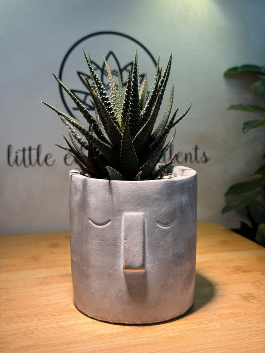 Harwothia in Grey Concrete Pot