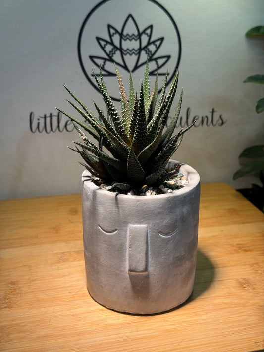 Harwothia in Grey Concrete Pot