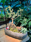 Prosperity Snowrose (Serissa Japonica), Moss and Fittonia Arrangement in Zen Pot