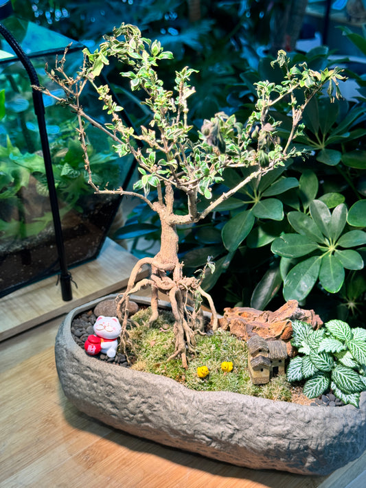 Prosperity Snowrose (Serissa Japonica), Moss and Fittonia Arrangement in Zen Pot