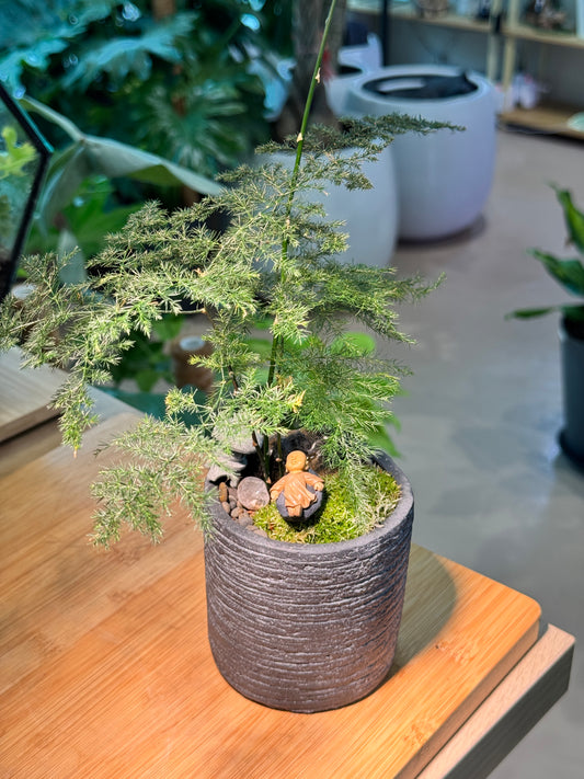 Asparagus Fern and Moss Arrangement in Grey Zen Pot