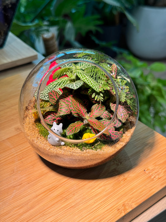 Fittonia and Fern with Moss Arrangement in Round Glass Terrarium