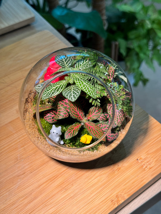 Fittonia and Fern with Moss Arrangement in Round Glass Terrarium