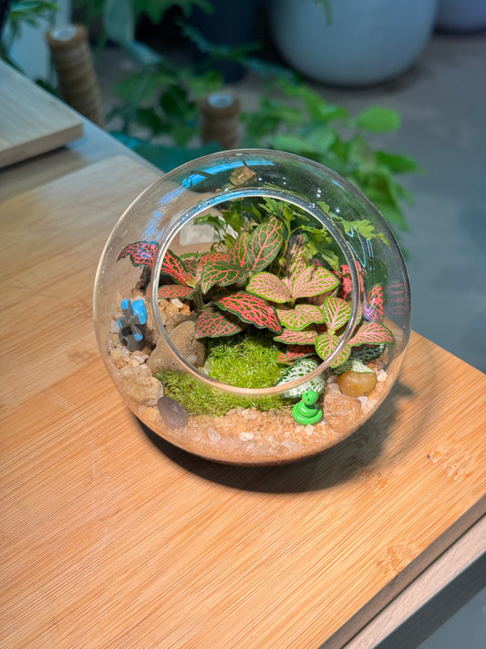 Fittonia and Fern with Moss Arrangement in Round Glass Terrarium