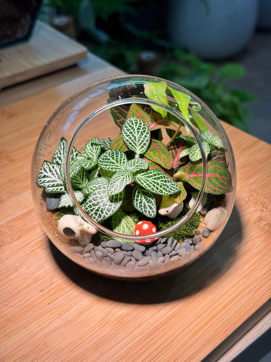 Fittonia and Fern with Moss Arrangement in Round Glass Terrarium
