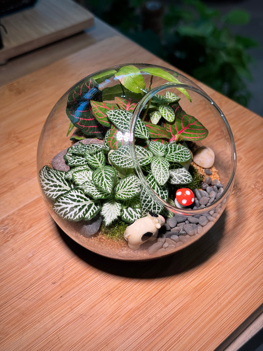 (Pre-order) Indoor Plant in Round Glass Terrarium (M, L)