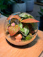 Fittonia and Fern with Moss Arrangement in Round Glass Terrarium