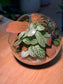 Fittonia and Fern with Moss Arrangement in Round Glass Terrarium
