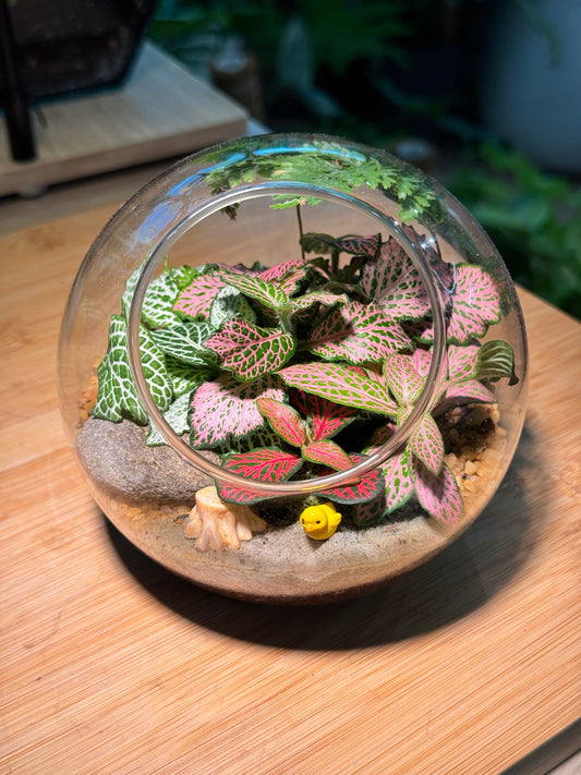 Fittonia and Fern with Moss Arrangement in Round Glass Terrarium
