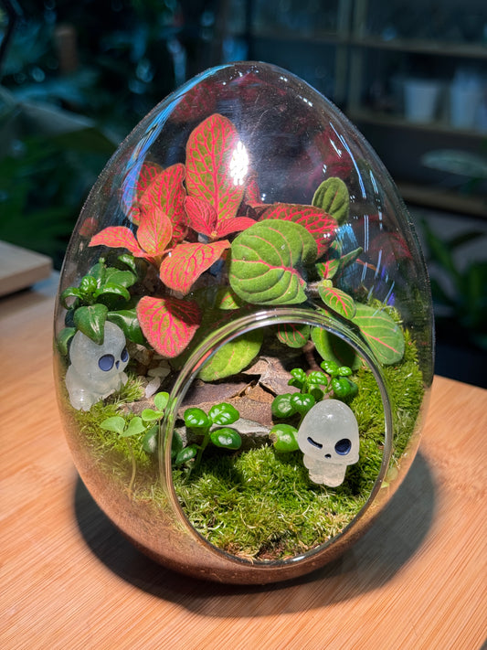Fittonia & Fern with Moss Arrangement in Eggette Glass Terrarium (M)