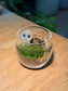 Moss Arrangement in Tea Glass Terrarium