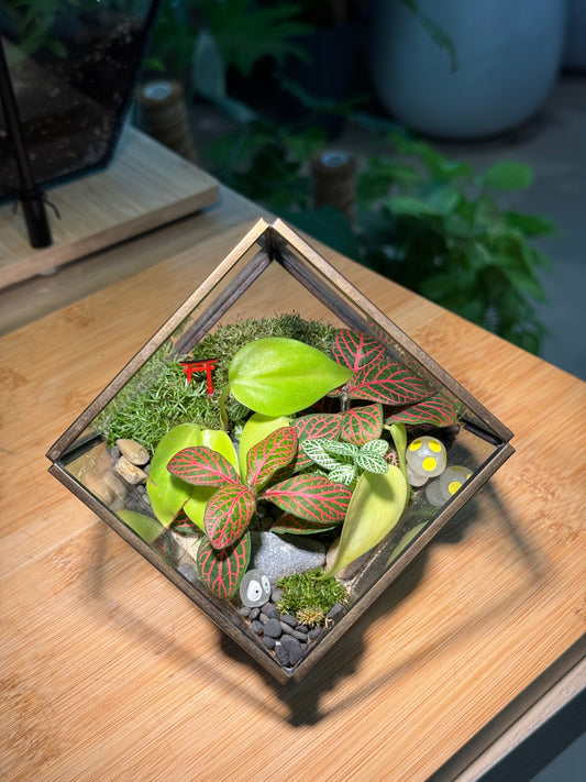 Indoor Plant, Fittonia and Moss in Cubical Glass Terrarium