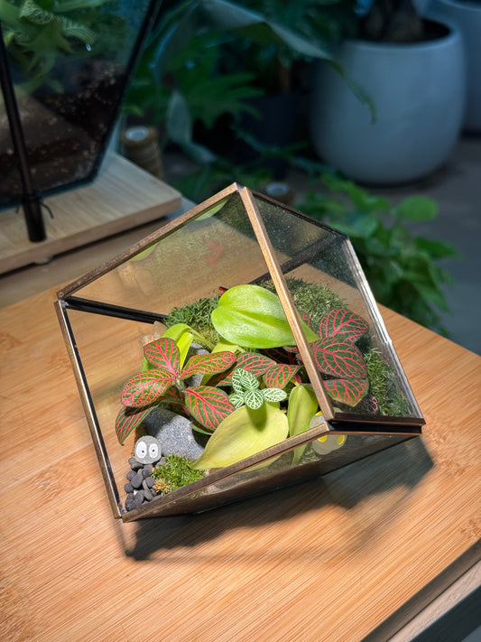 Indoor Plant, Fittonia and Moss in Cubical Glass Terrarium