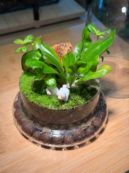 Bird Nest's Fern, Fittonia and Moss Arrangement Bell Glass Indoor Plant Terrarium (S)