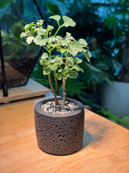 Variegated Polyscias in Black Zen Pot