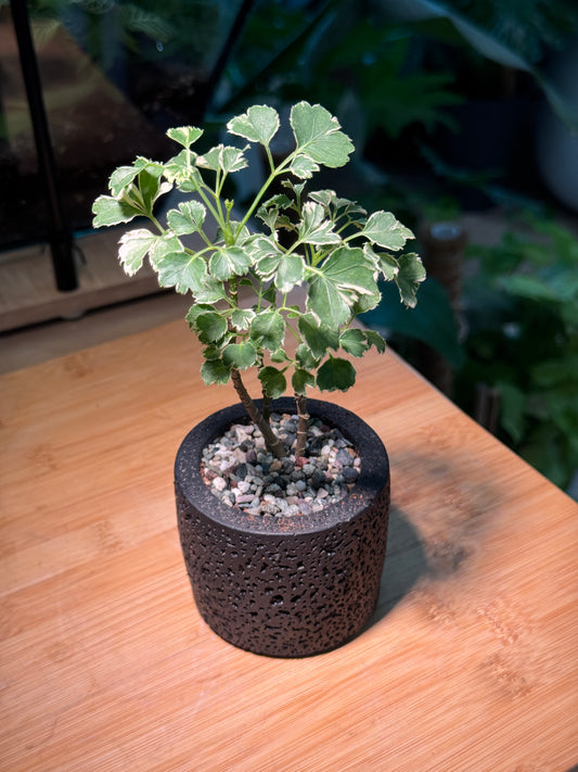 Variegated Polyscias in Black Zen Pot