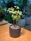Variegated Polyscias in Black Zen Pot
