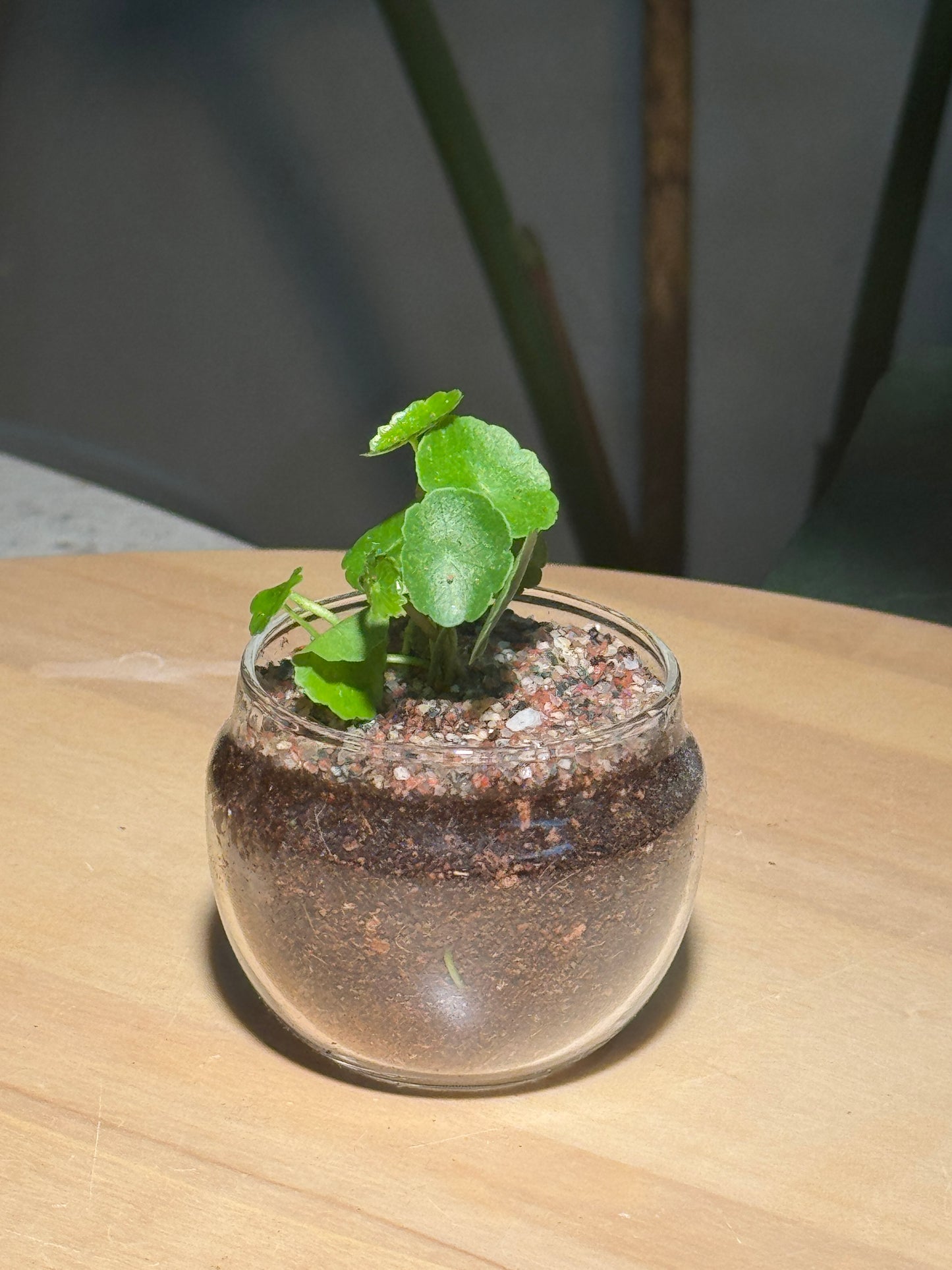 Hydrocotyle Vulgaris in Tea Glass